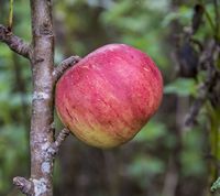 Ross Nonpareil æble